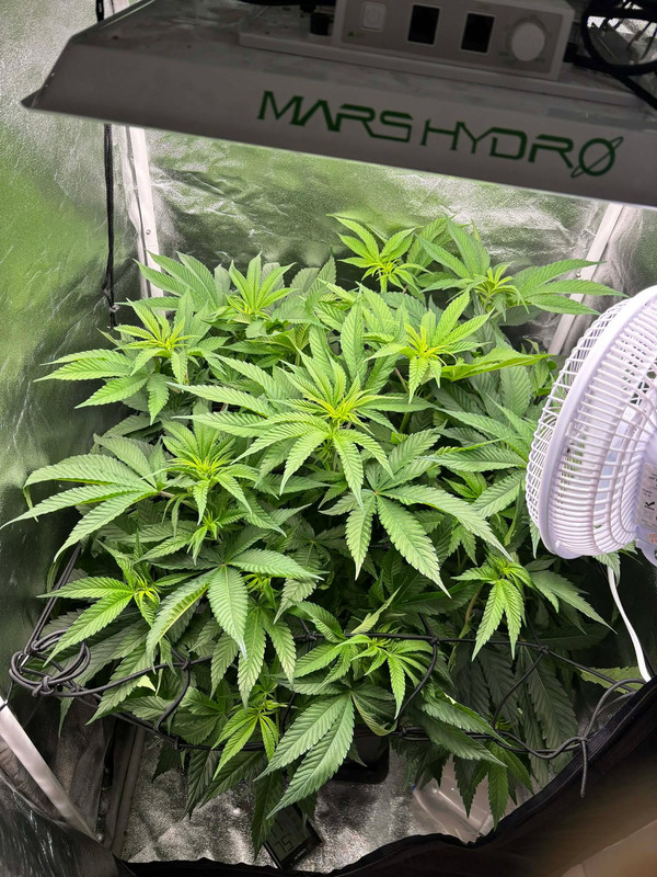 588337060 1487855205809359 5478075006281680048 n