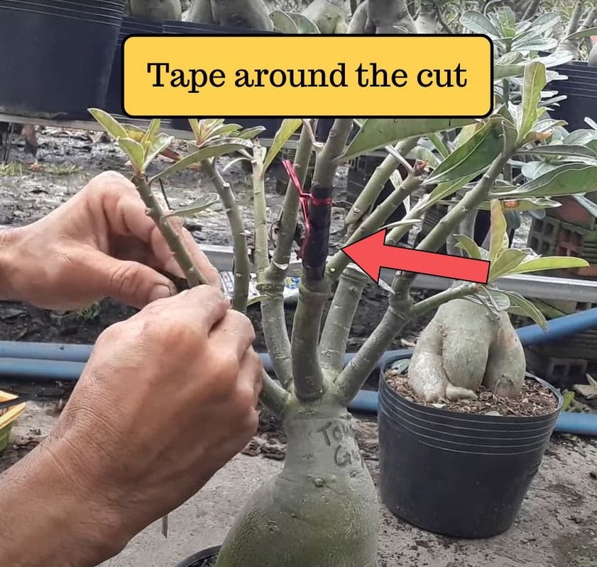 tape-around-the-new-cut.jpg