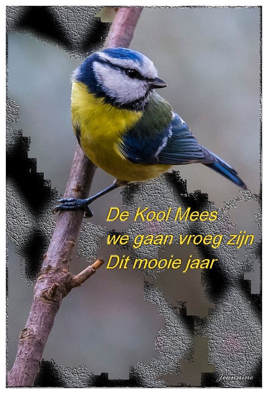 m-koolmees