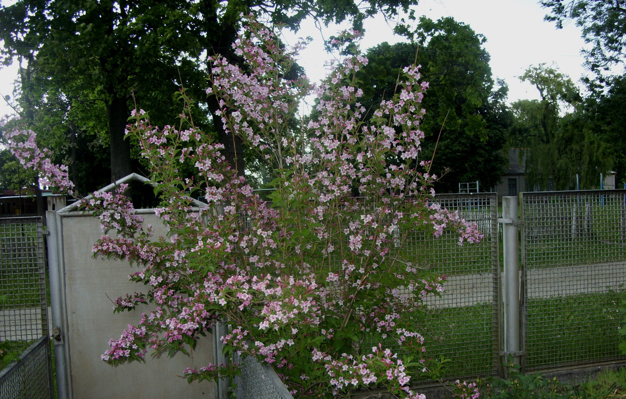 SDC12319