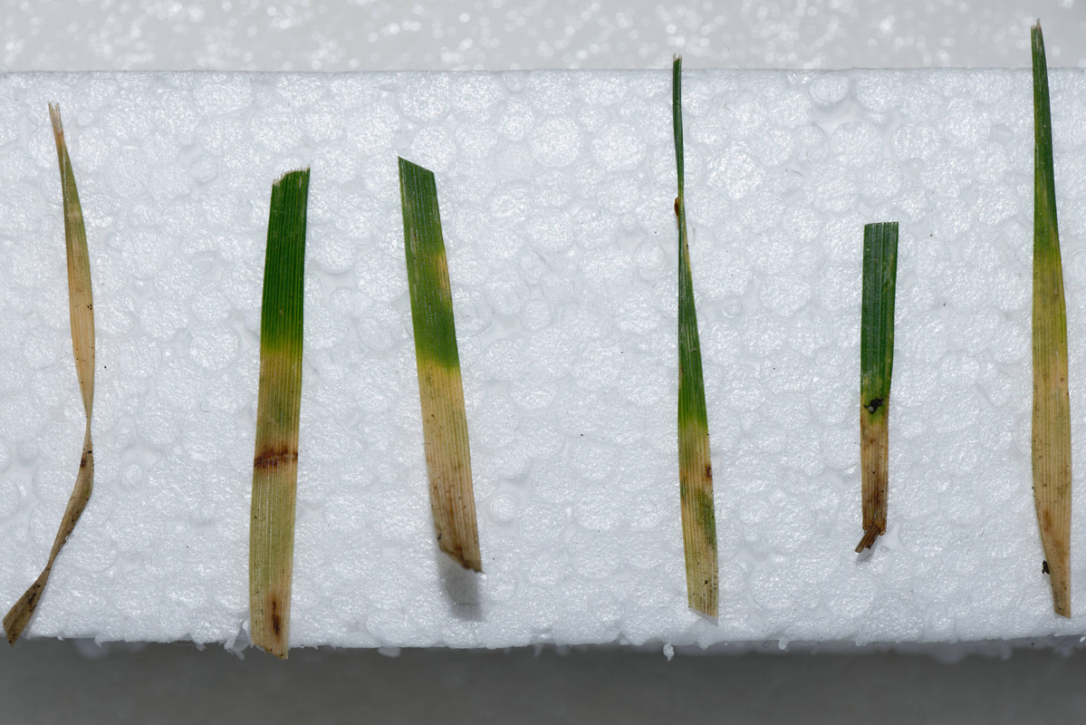 Fa Incubation 0d 20220922a