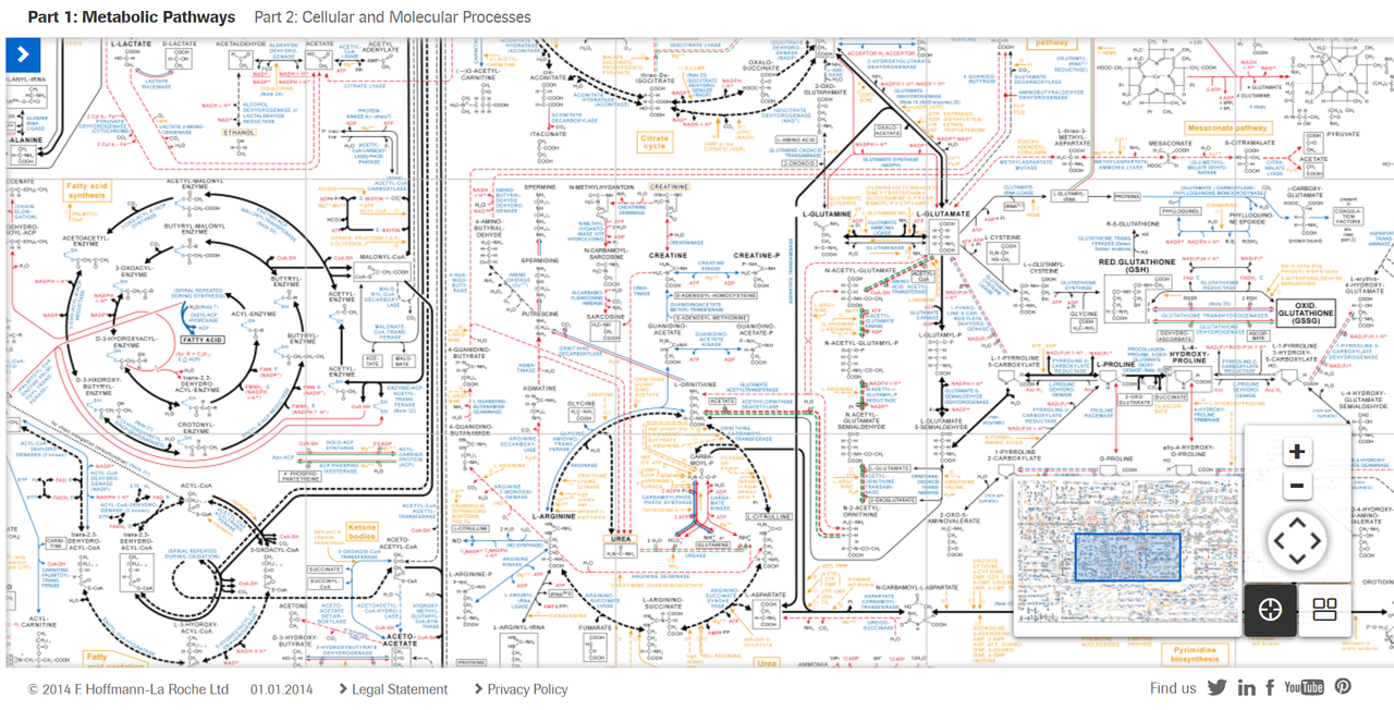 Metabolic-Pathways.png