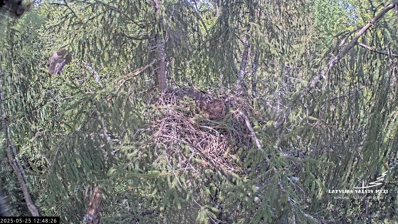 LVM mazais ērglis Lisiņa, egle2 – Lesser Spotted Eagle 13-20-36 screenshot