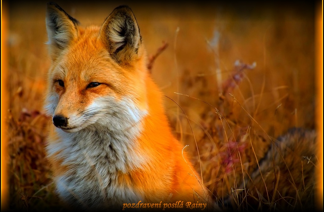 fox-1883658-960-720.jpg