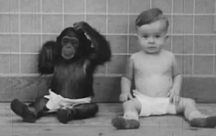 El polémico experimento de criar un bebé y un chimpancé como si fueran hermanos