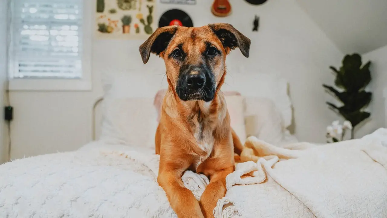 Best Practices for Feeding Large Breed Puppies