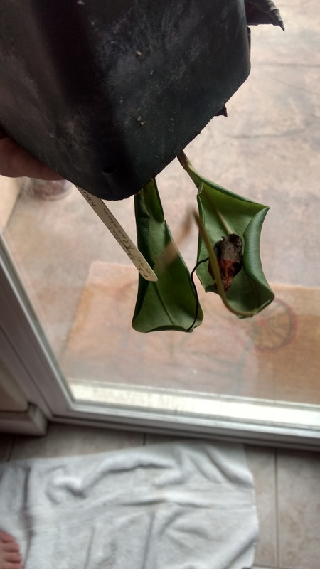 IMG_20190818_094151364_HDR (1)