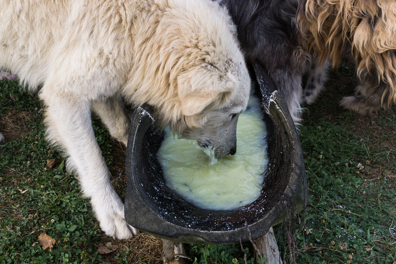 Livestock guardian dogs drinking whey from a trough