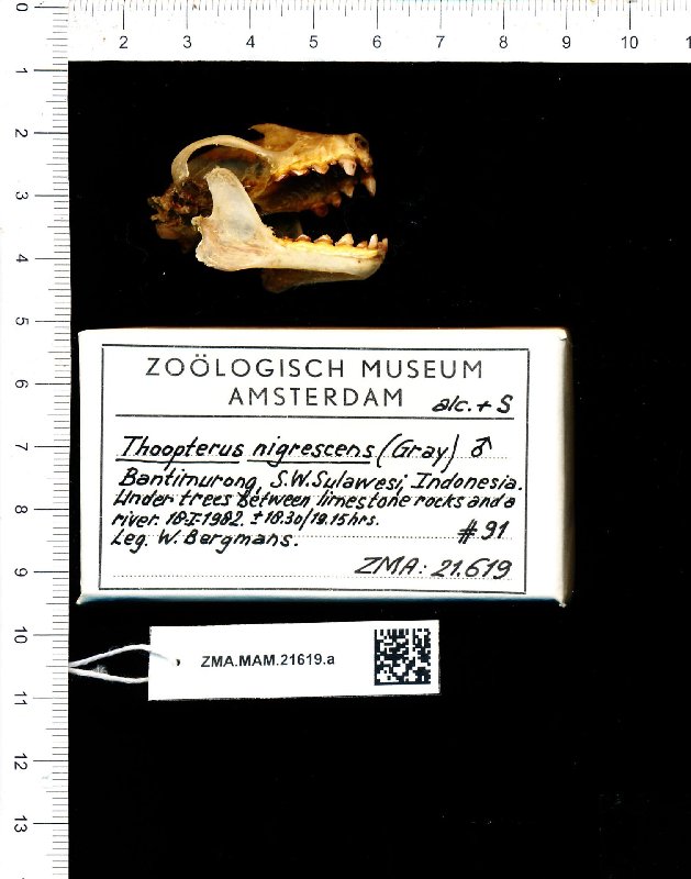 https://i.postimg.cc/44wGyKpS/Naturalis-Biodiversity-Center-ZMA-MAM-21619-a-lat-Thoopterus-nigrescens-skull.jpg