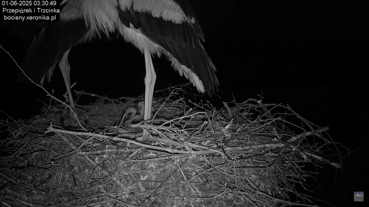 01062025bociany3