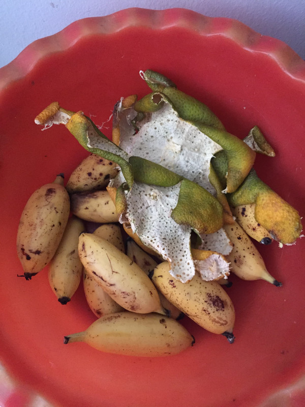 citrus-peel-to-keep-ants-away.jpg