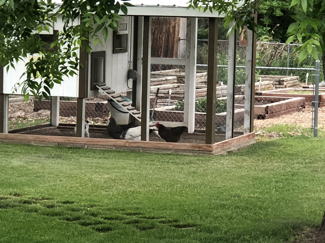 Chickens in the Coop 02