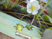 26.2.life and death of a strawberry II