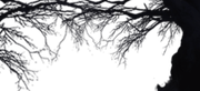 cut01-tree2