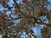 IMG-0743-Copy
