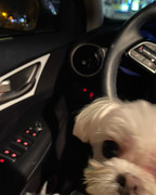 101393161_382197716052311_1082652944286967792_n