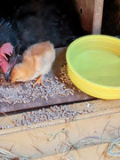 WhatsApp Image 2025-06-11 at 10.14.46_34621780