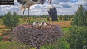 11072025bociany21