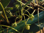 6.5.model strawberries V