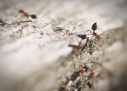 Crematogaster Ants - DSC_8576 - Ants #2