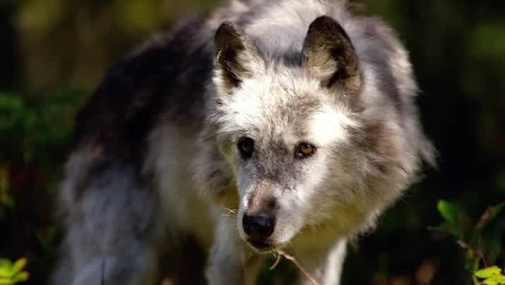 [Image: uokmx0g823hq.jpg]