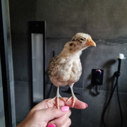 73edc5a8-57d5-4519-9e58-ec028ff3b1af