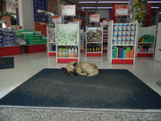 45.5.daylight bystanders V