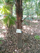Arroceros-Forest-Park-Manila-Bagras20260715-141732