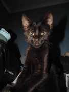 43.18.terror groupie's kids XVIII