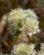 Paronychia argentea (Silver Nailroot) - _JUS4282 - CLR