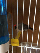 Diamante Gould’s - Página 3 53-A37-A00-7965-49-BF-949-B-75702-F3810-AE