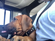 Rocco the Rhodesian Ridgeback 2