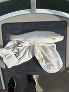 [Image: 571232280-10162600797548757-4349014114631653337-n.jpg]