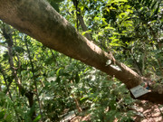 Arroceros-Forest-Park-Manila-Bagras20260716-150639