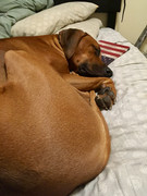 Rocco the Rhodesian Ridgeback 41