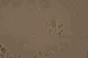 [Obrázky: DSC-0121.jpg]