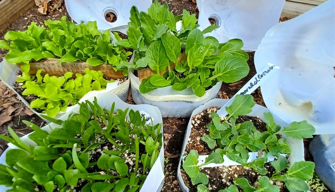 Planting Victory Plan