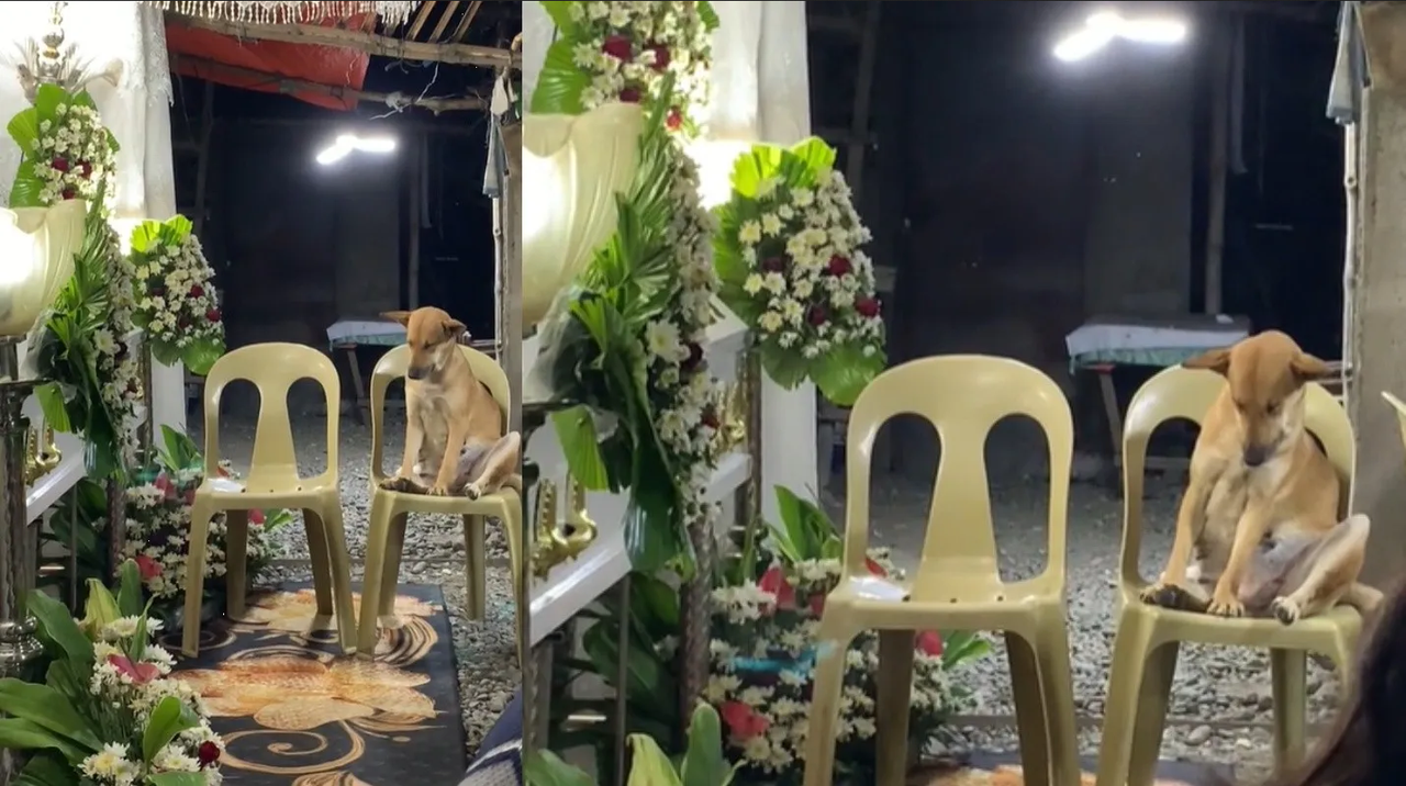 Lealtad hasta el final: Perrito se queda dormido de cansancio tras velar a su dueña