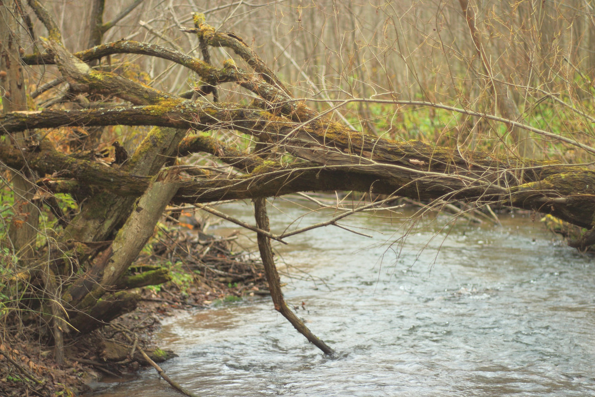 IMG_6653 (2592 x 1728)