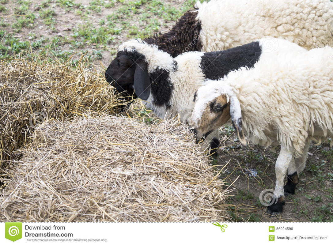 πρόβατα-που-τρώνε-το-σανό-56904590