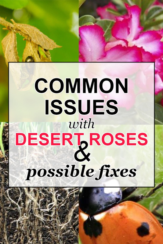 adenium-desert-rose-problems.jpg