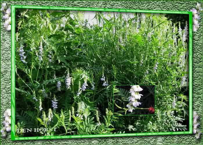 GALEGA-OFFICINALIS