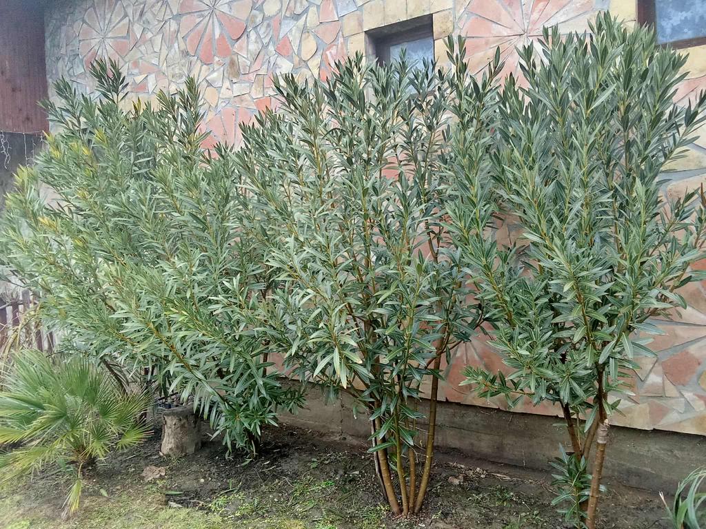 3166e09d 9d77 4f2c 975a 55dbeff34f88