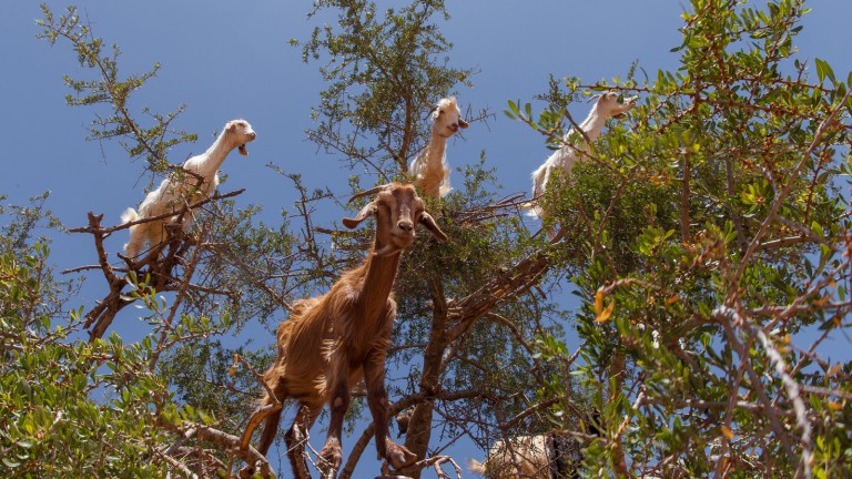 goats-in-trees.jpg