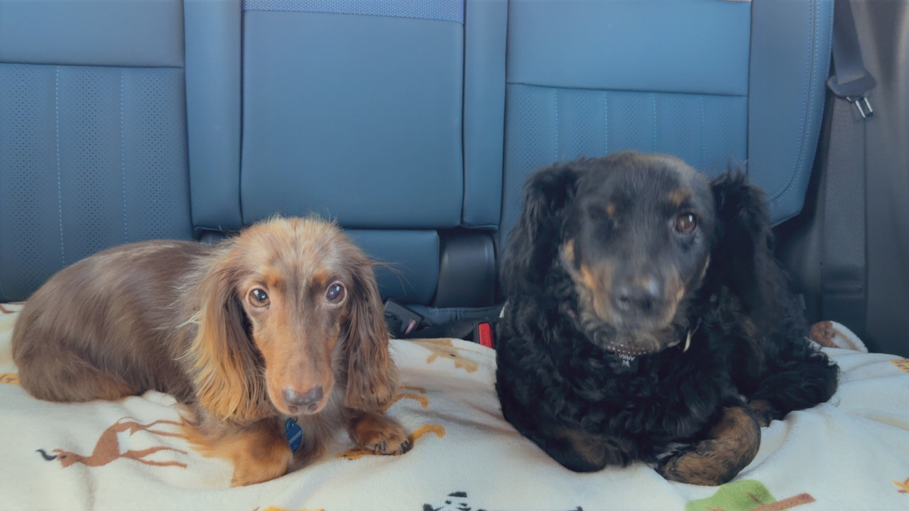 [Image: IMG-2135.jpg]