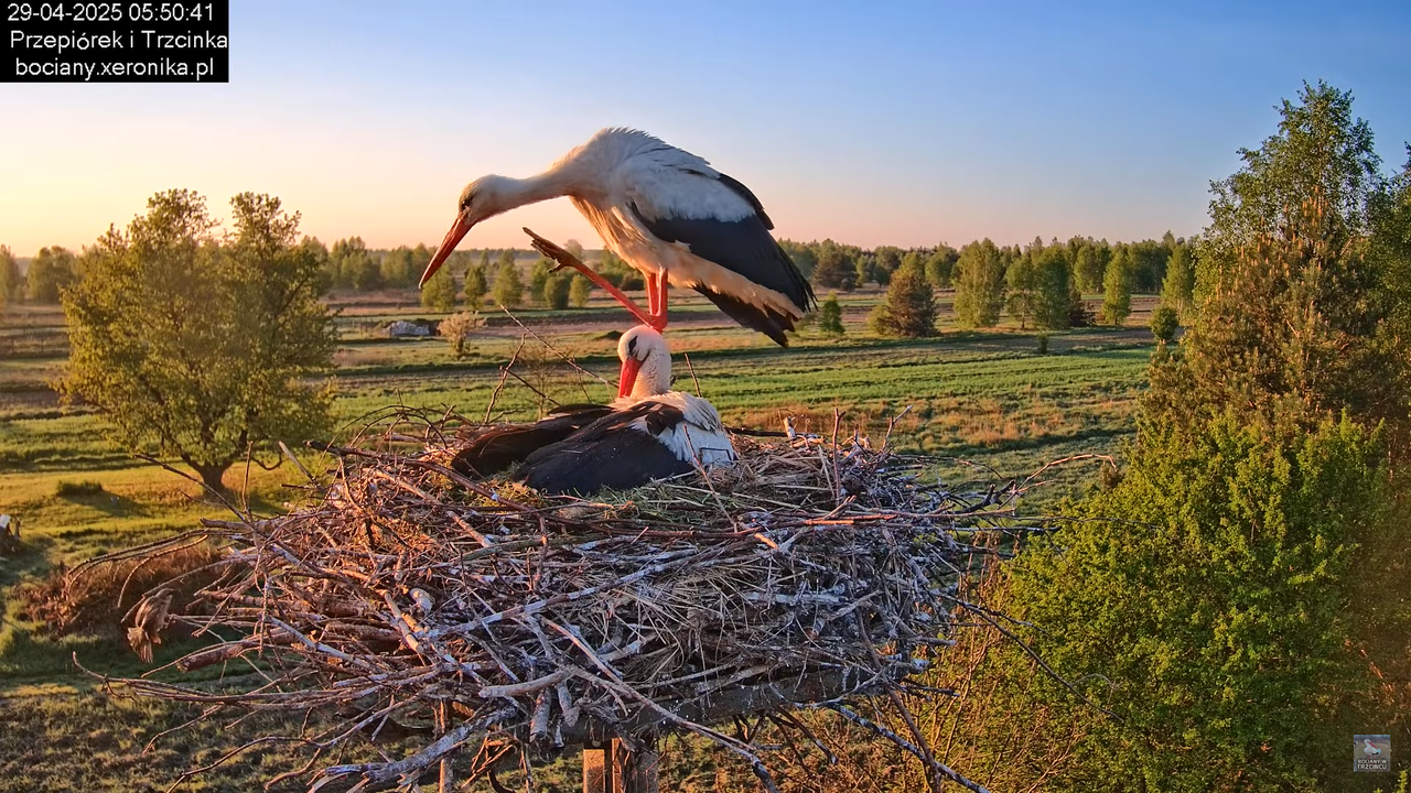 29042025bociany3