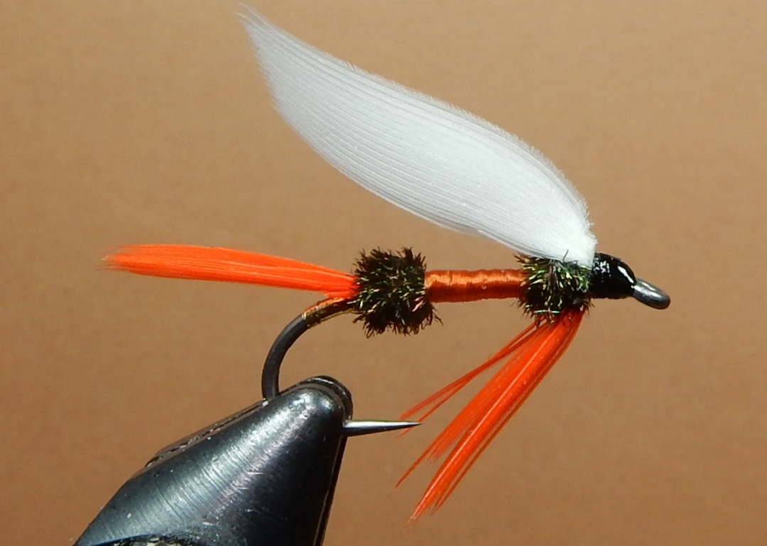 Orange-Coachman-B-1080.jpg