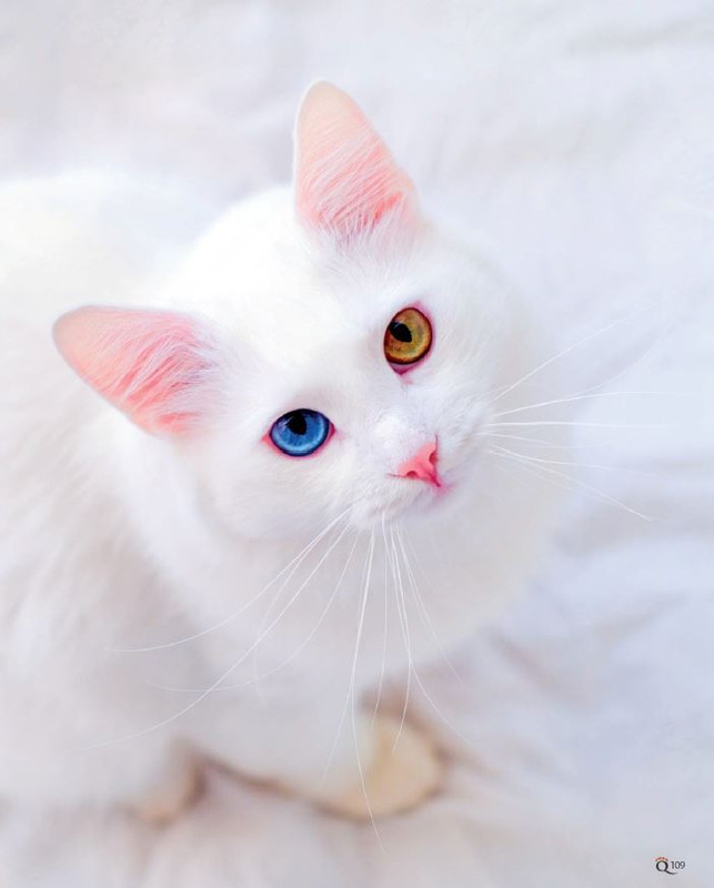 QuattroZampe Ott 2022 (10)