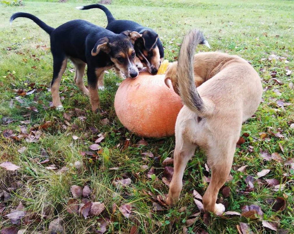 изображение_viber_2019-09-22_13-35-30