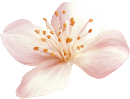Flower2